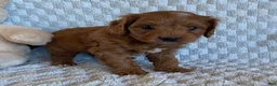 Cavapoo dogs for sale: Dumpling - Ad 3