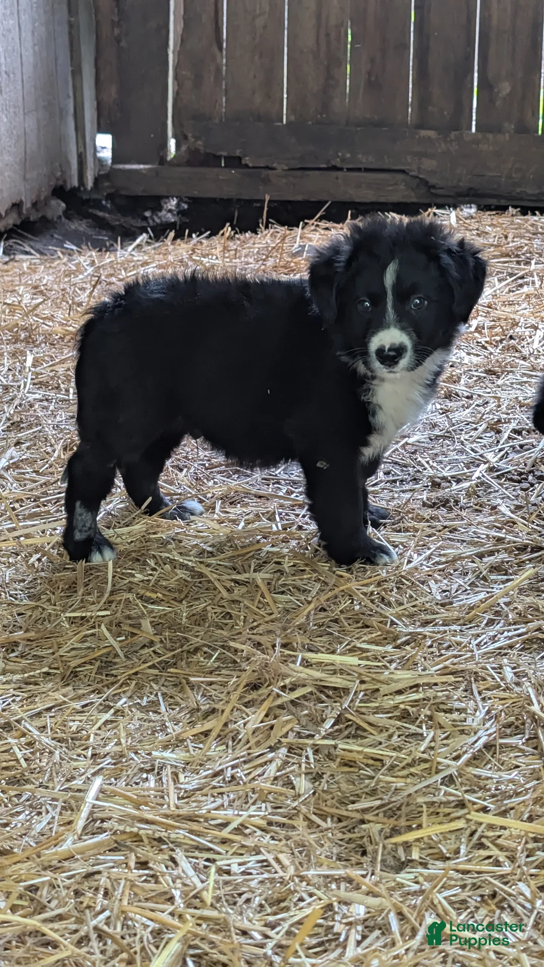 Bernese Mountain Dog dogs for sale: Bernese Mountain Dog 3 - Ad 1