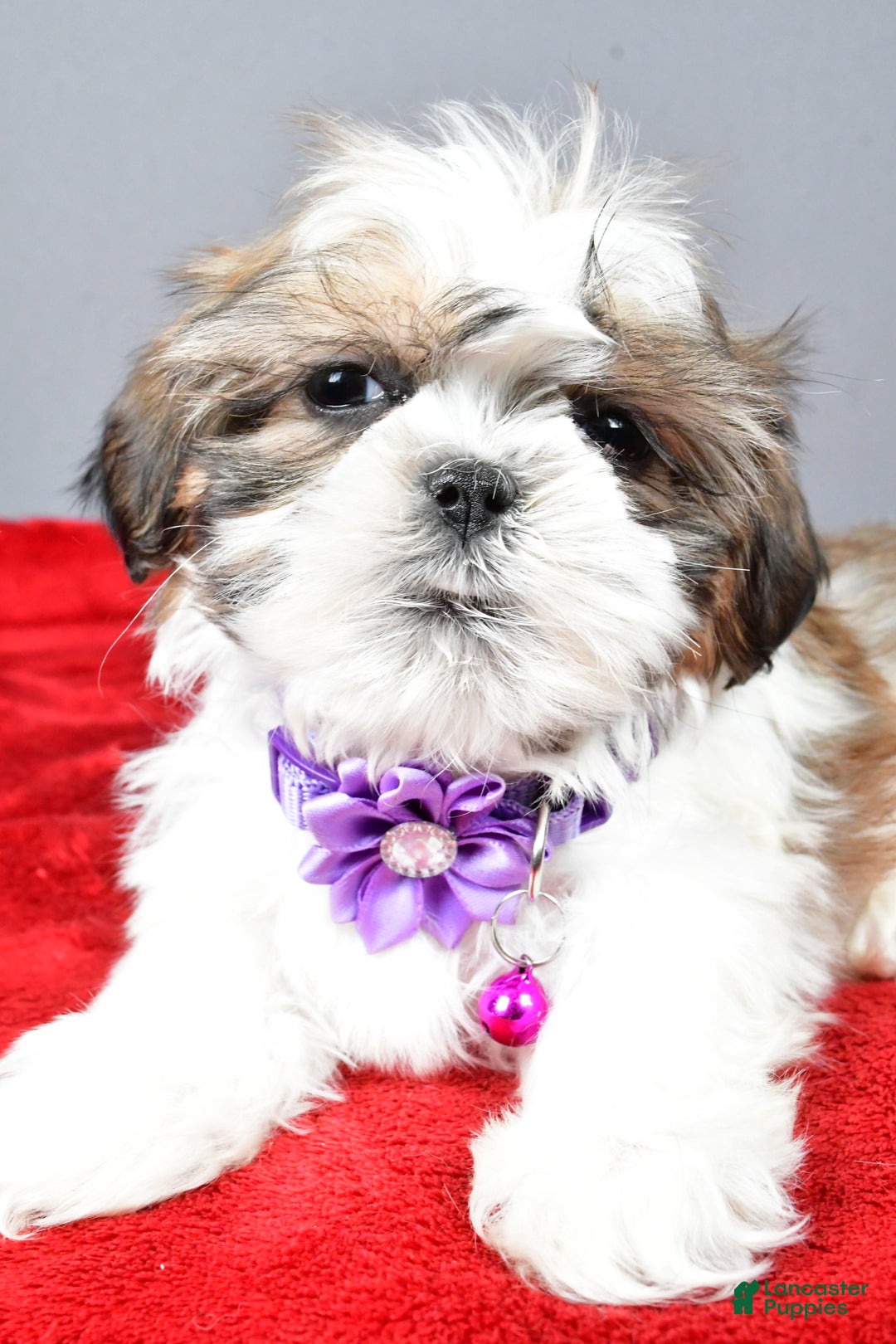 Shih Tzu dogs for sale: Cris - Ad 4