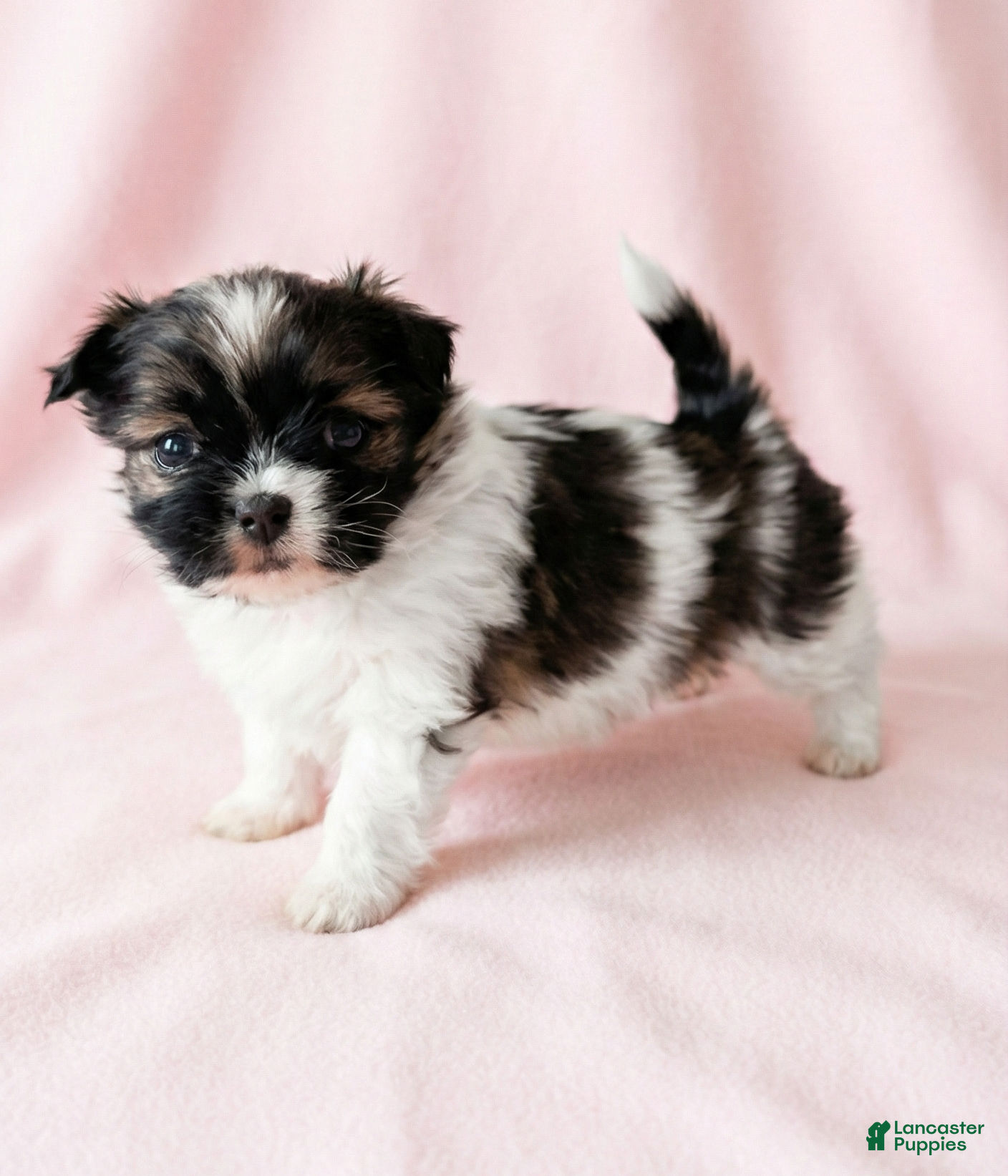 Mixed Breed dogs Carrie - Ad 2