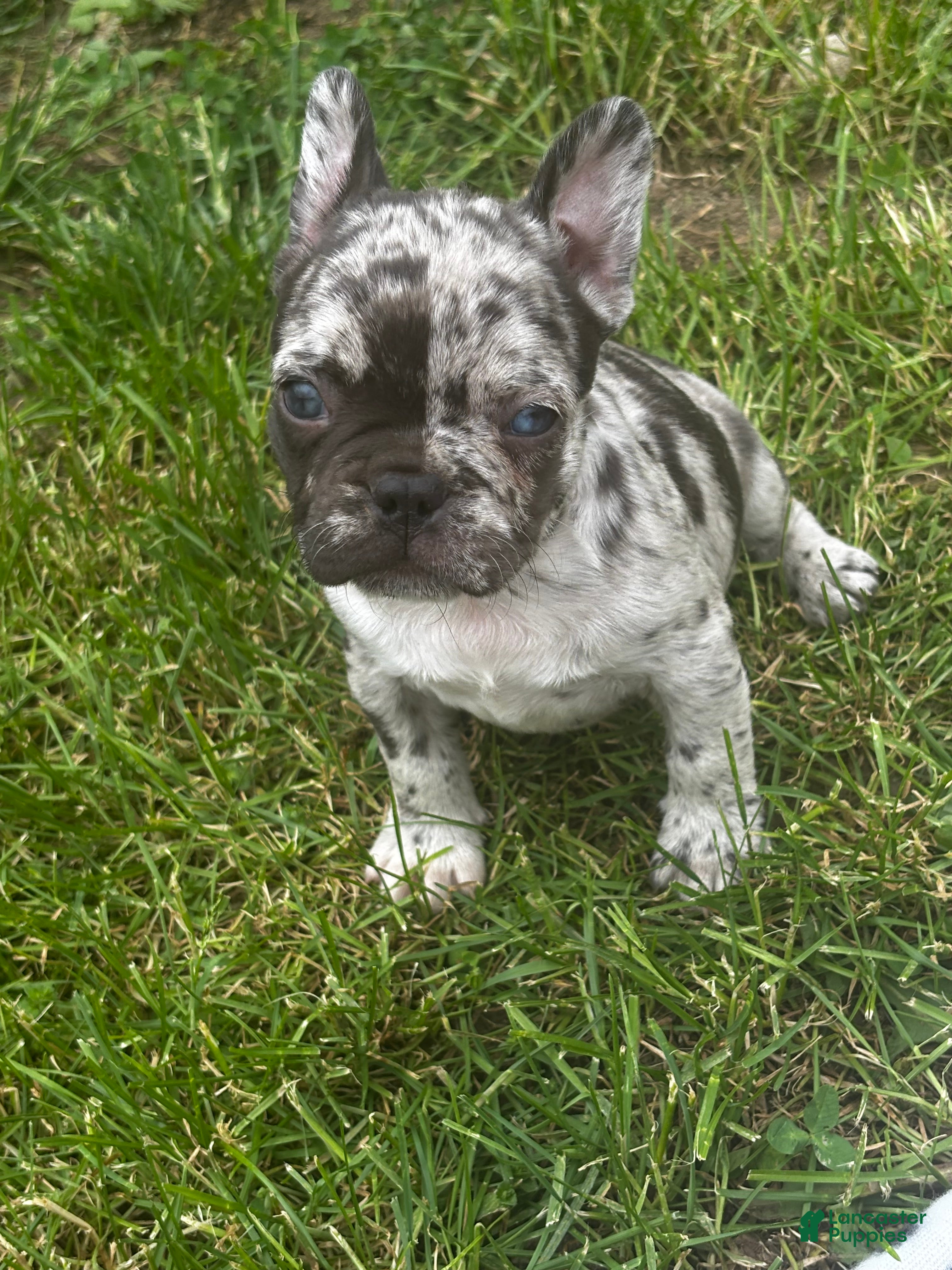 Mixed Breed dogs Luna - Ad 14