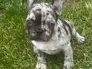 Mixed Breed dogs Luna - Ad 14