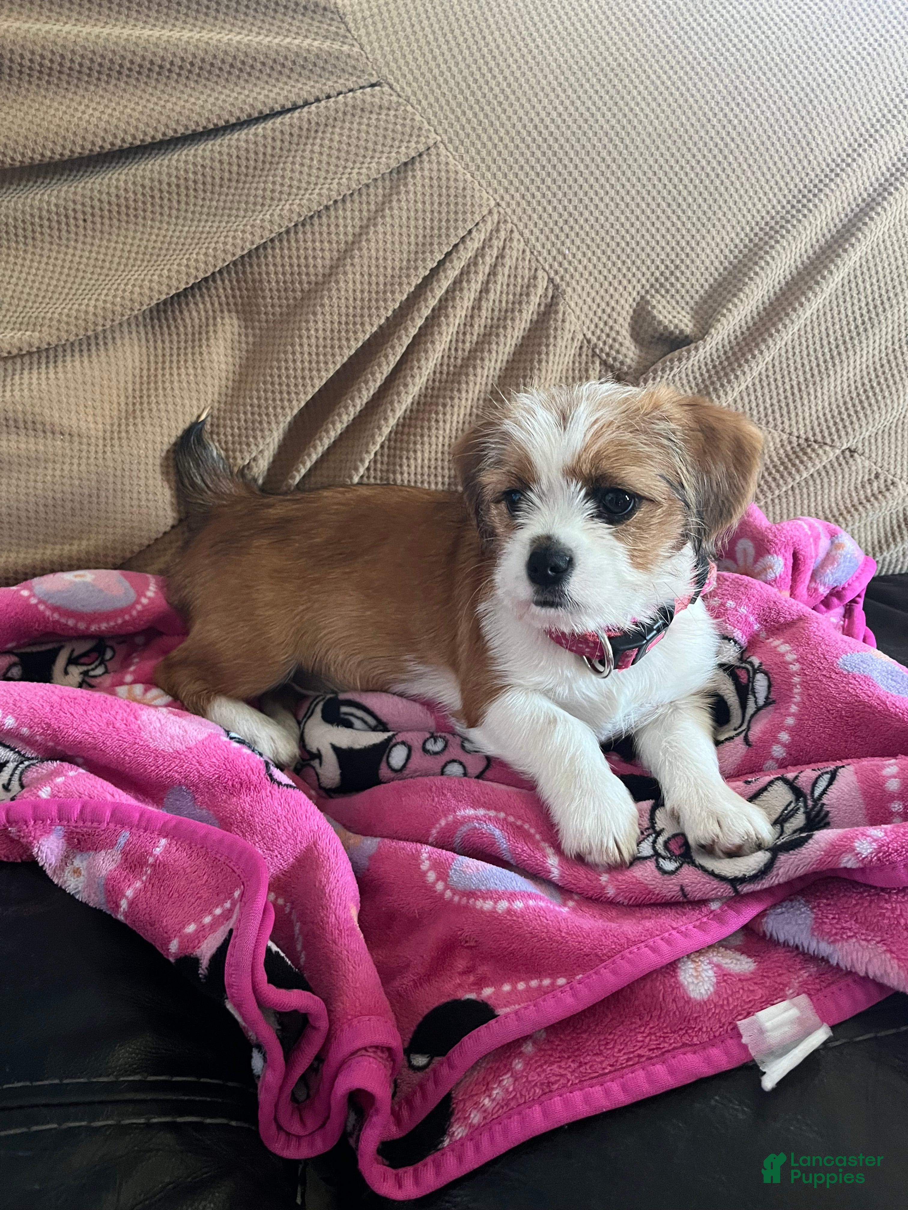 Mixed Breed dogs Meet Rosie, Sweet, Loving & Playful 5-Month-Old Puppy 🐶 - Ad 8