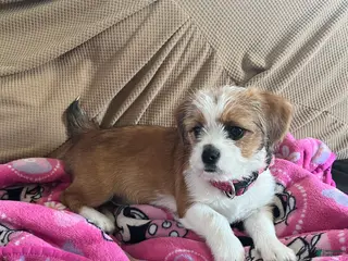 Mixed Breed dogs Meet Rosie, Sweet, Loving & Playful 5-Month-Old Puppy 🐶 - Ad 38