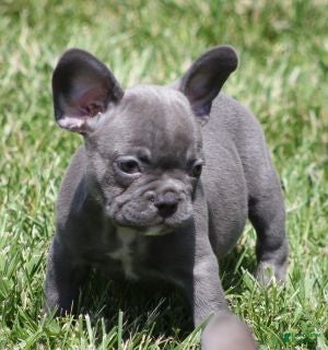 French Bulldog dogs VIJAY LILAC - Ad 35