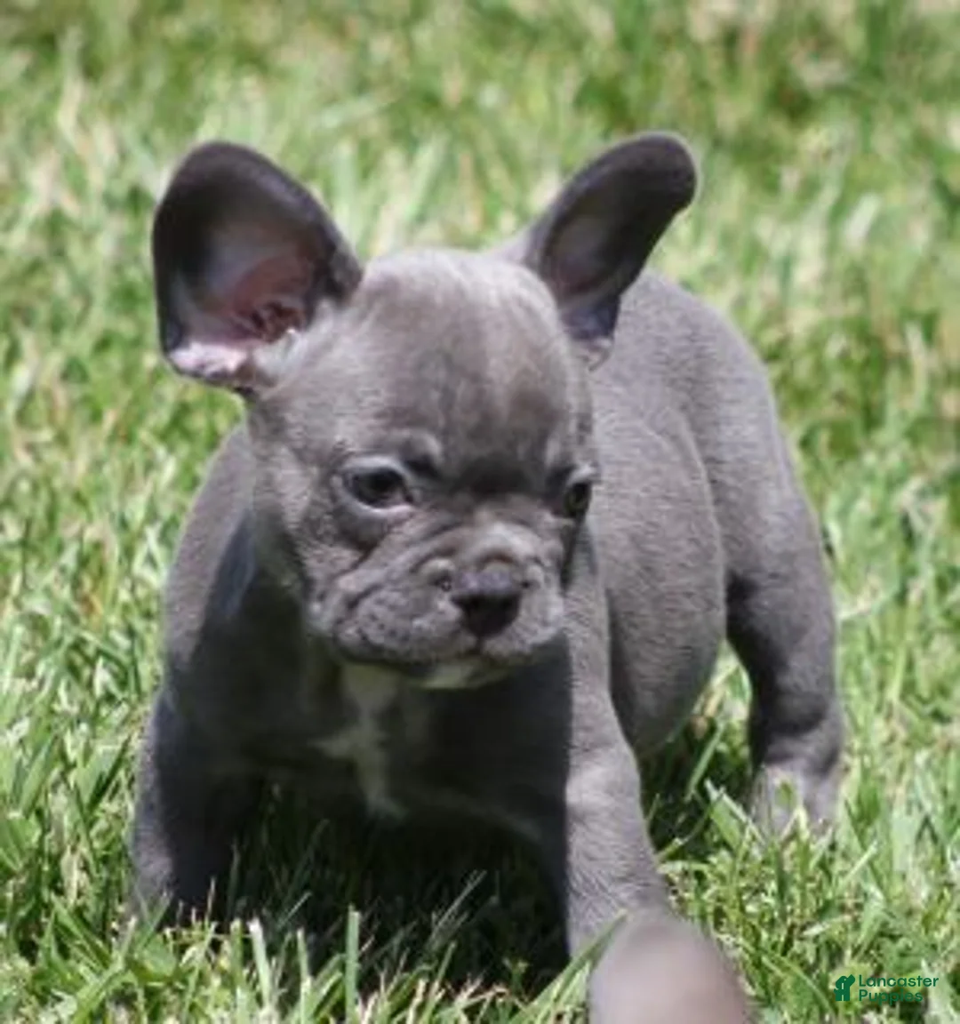 French Bulldog dogs for sale: VIJAY LILAC - Ad 1