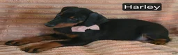 Doberman Pinscher dogs for sale: Harley - Ad 5