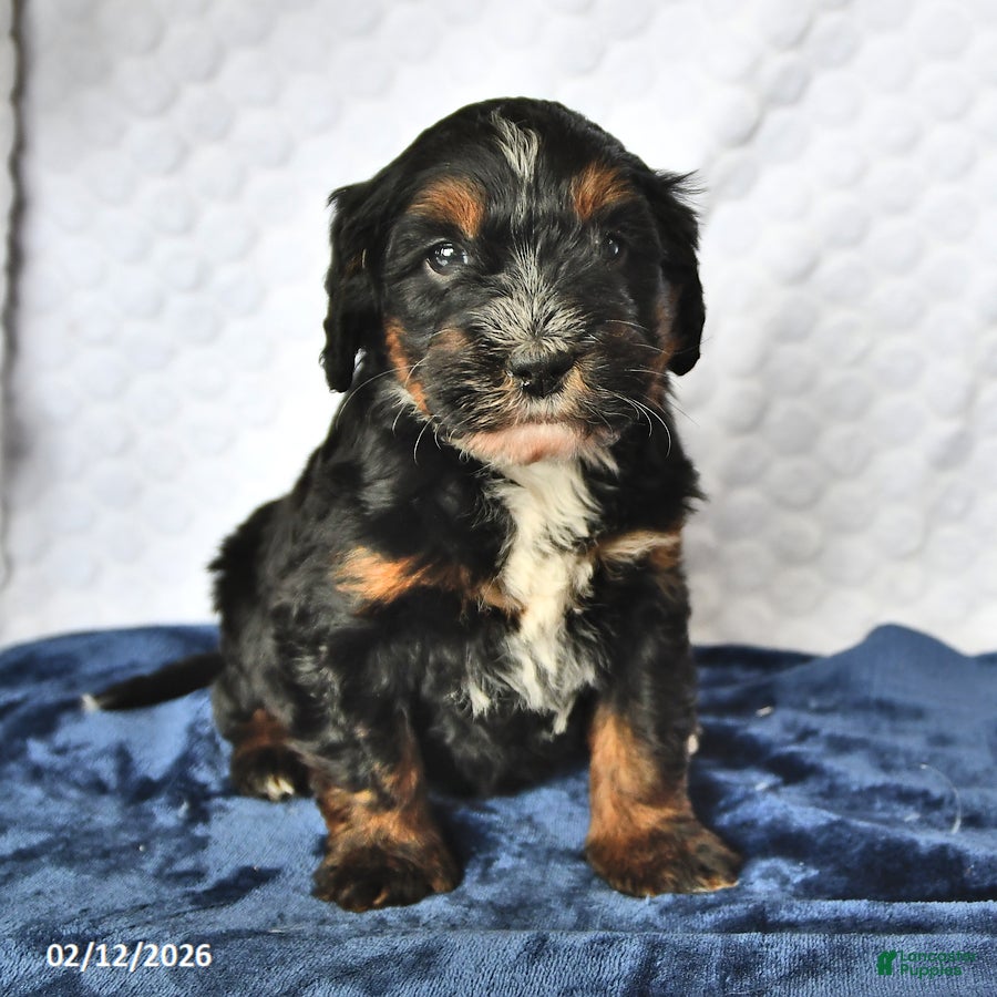Mini Bernedoodle dogs Willow - Ad 2
