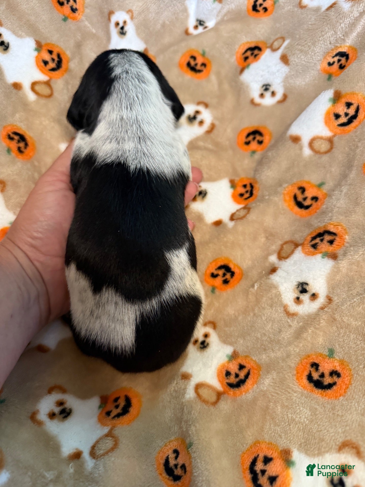 Miniature Dachshund dogs Piebald shorthair male  - Ad 1