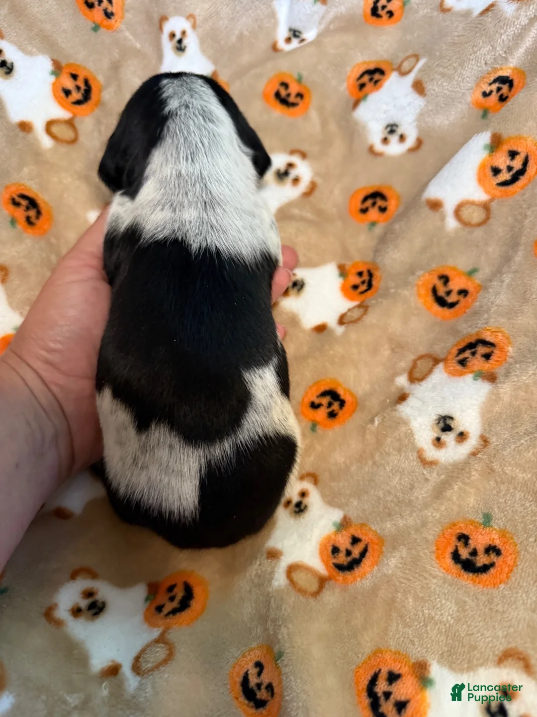 Miniature Dachshund dogs for sale: Piebald shorthair male  - Ad 1