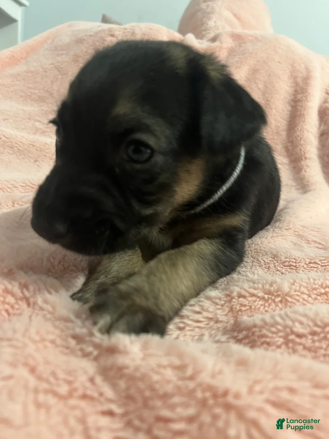 Mixed Breed dogs for sale: Mixed Breed Puppy 3 - Ad 3