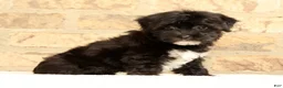 Yochon dogs for sale: Oreo - Ad 8