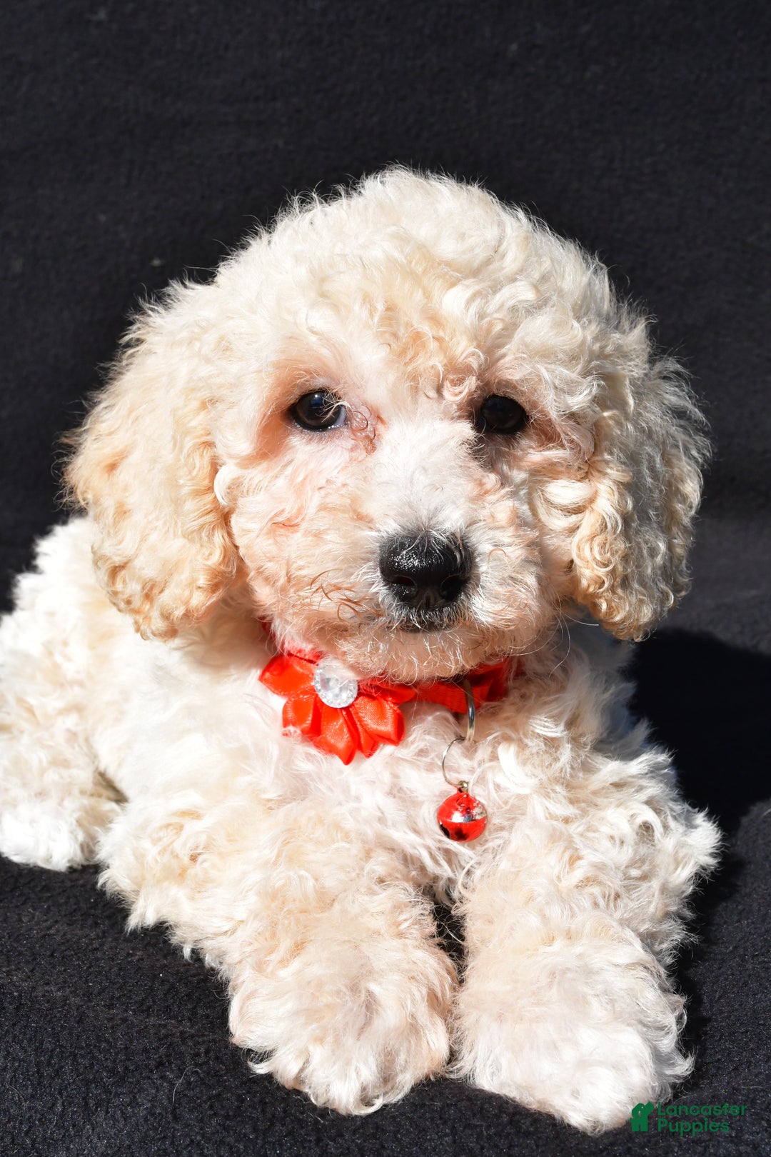 Bichpoo dogs for sale: Tango - Ad 3