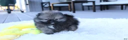Pomeranian dogs for sale: Teacup Theo - Ad 3