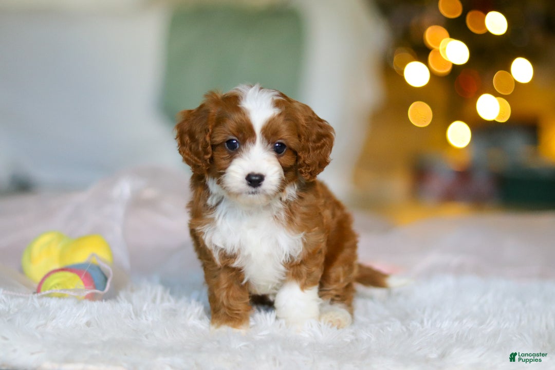 Cavapoo dogs for sale: Holly - Ad 5