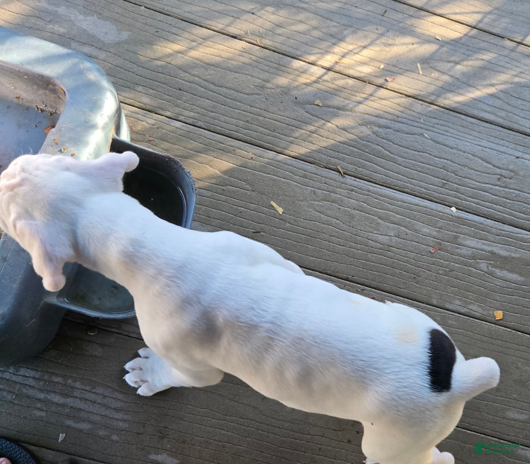 Boxer dogs for sale: Jack - Ad 7