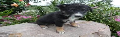 German Shepherd Georgia 2