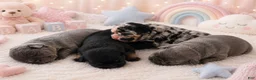 French Bulldog dogs for sale: Dolly - Ad 7