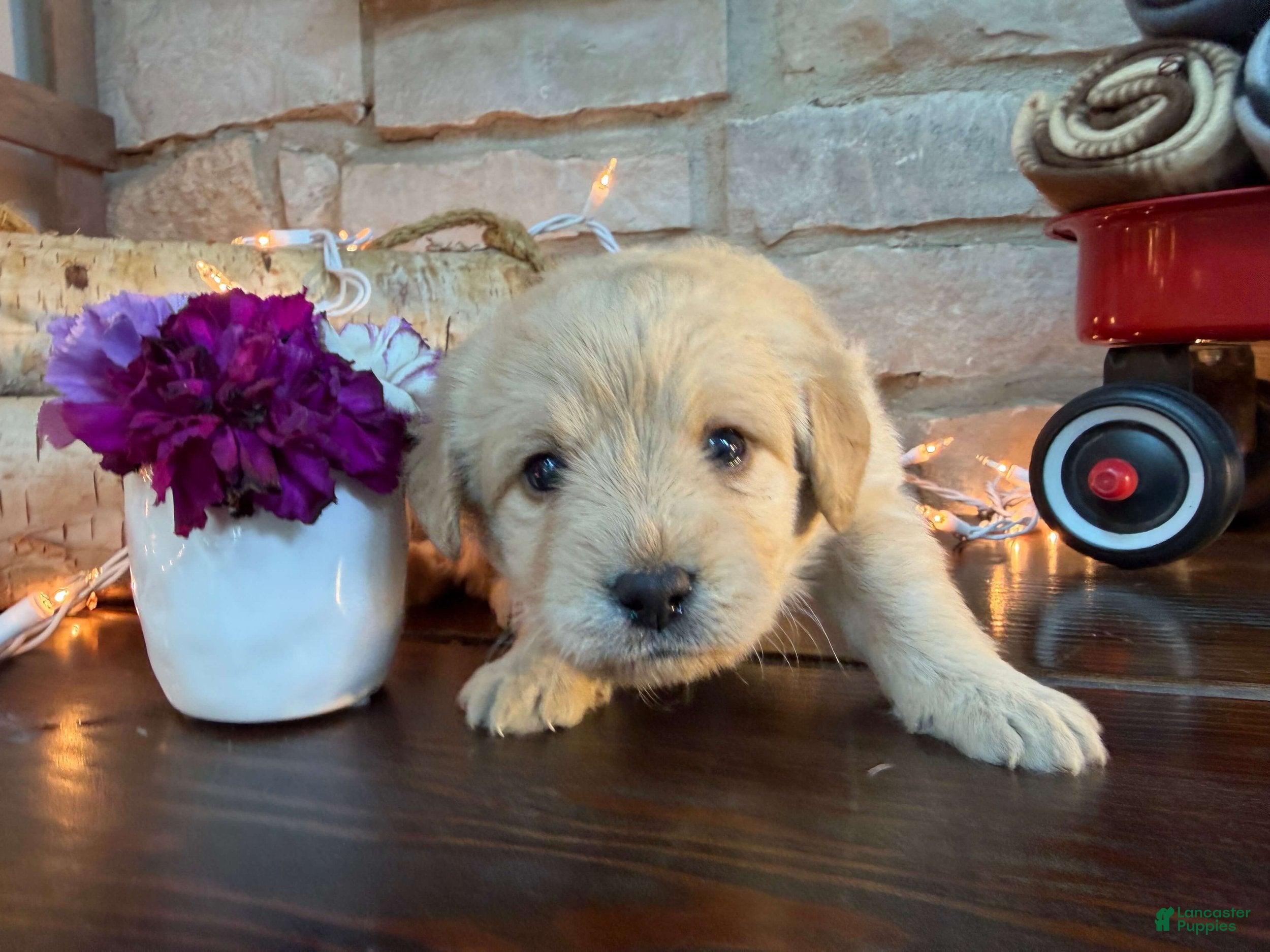 Labradoodle dogs Chloe (Girl) - Ad 1