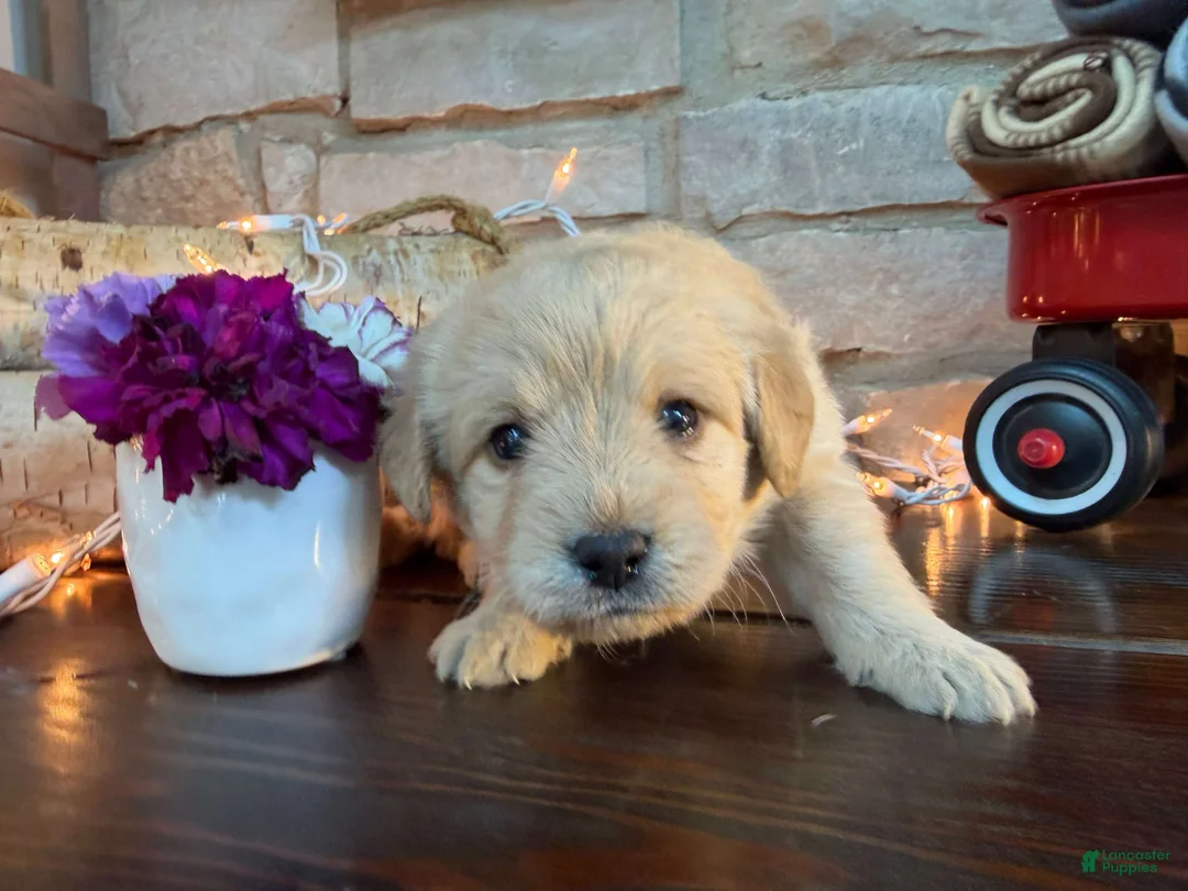 Labradoodle dogs for sale: Chloe (Girl) - Ad 1