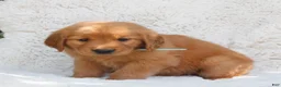 Golden Retriever dogs for sale: Paisley  - Ad 2