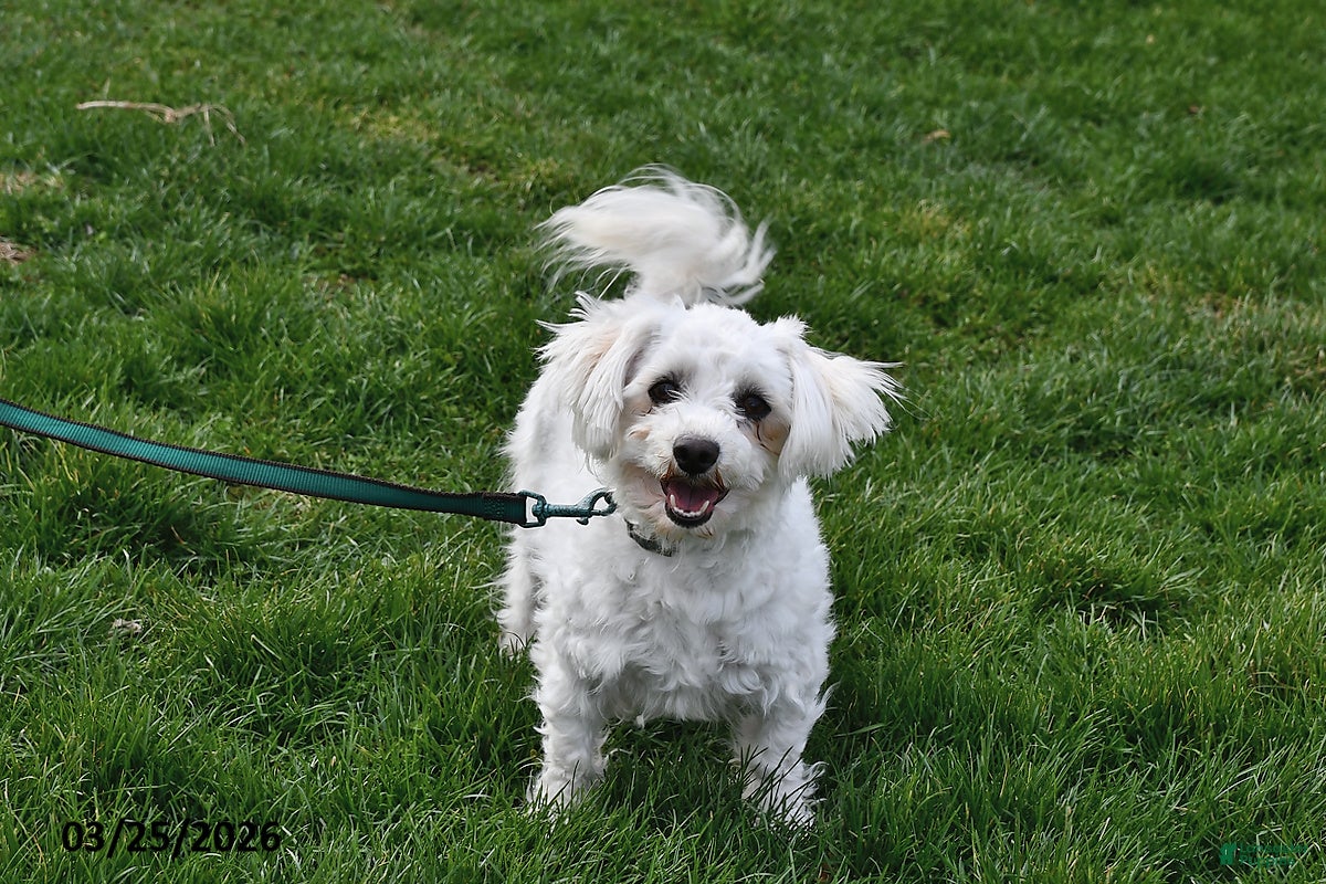 Bichon Frise dogs Holly - Ad 2