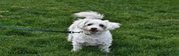 Bichon Frise dogs for sale: Holly - Ad 2