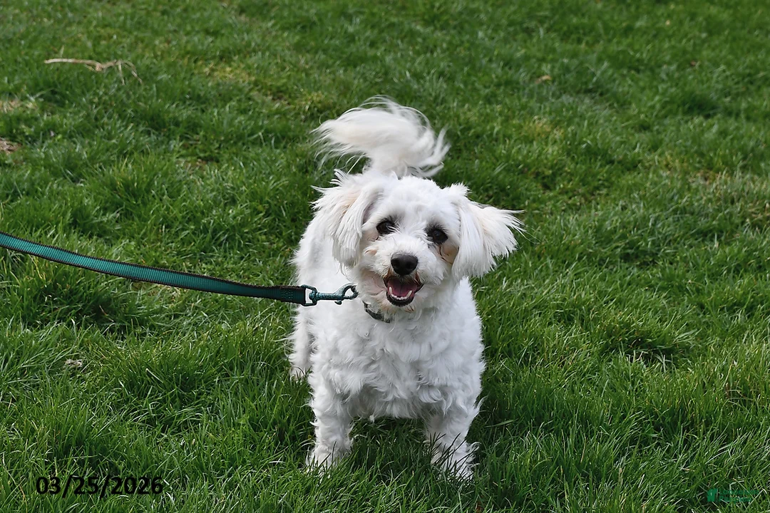 Bichon Frise dogs for sale: Holly - Ad 2