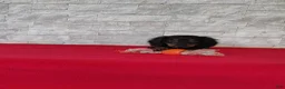 Miniature Dachshund dogs for sale: Titus - Ad 3