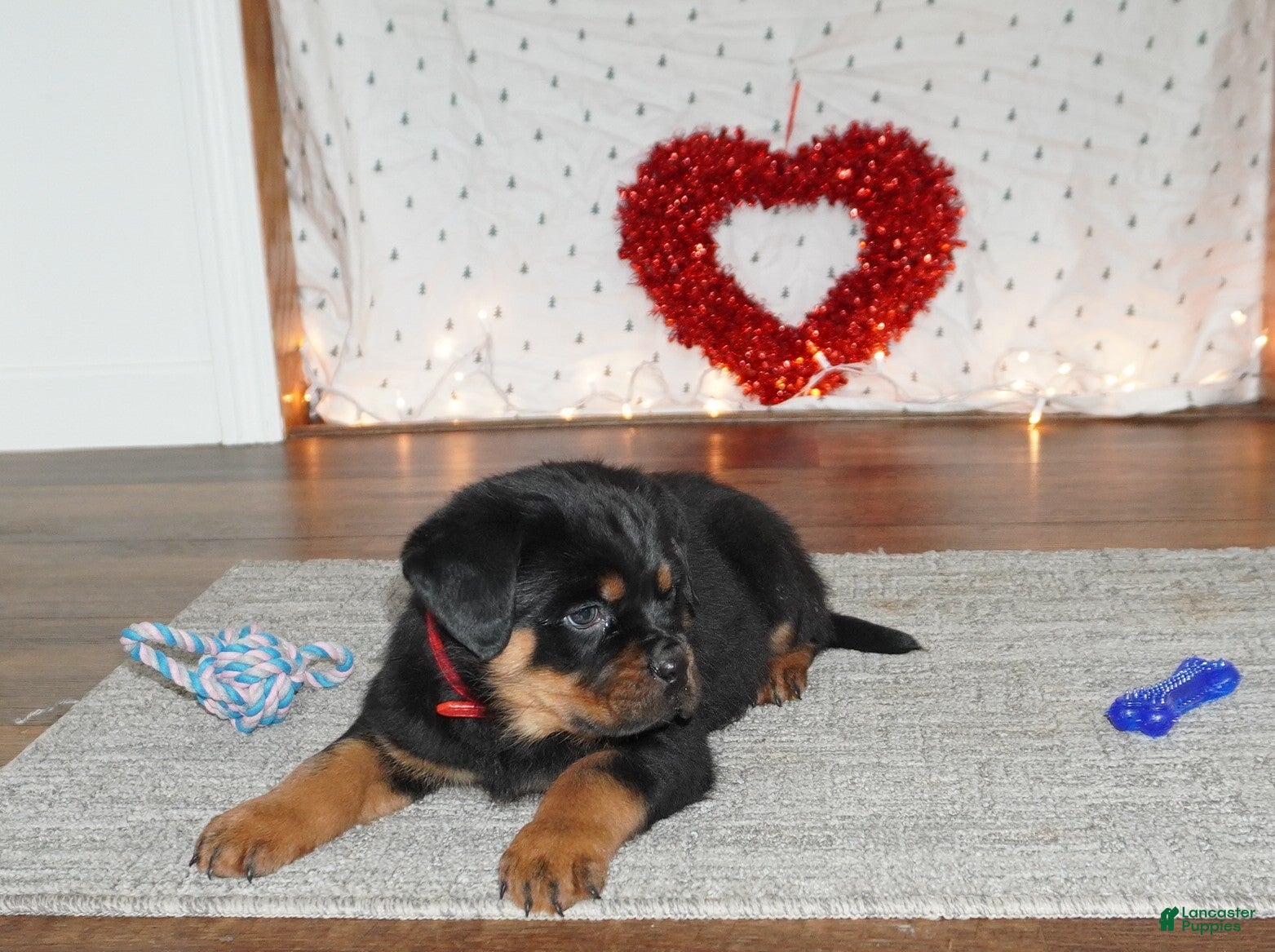 Rottweiler dogs Duke - Ad 24