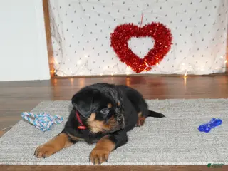 Rottweiler dogs Duke - Ad 24
