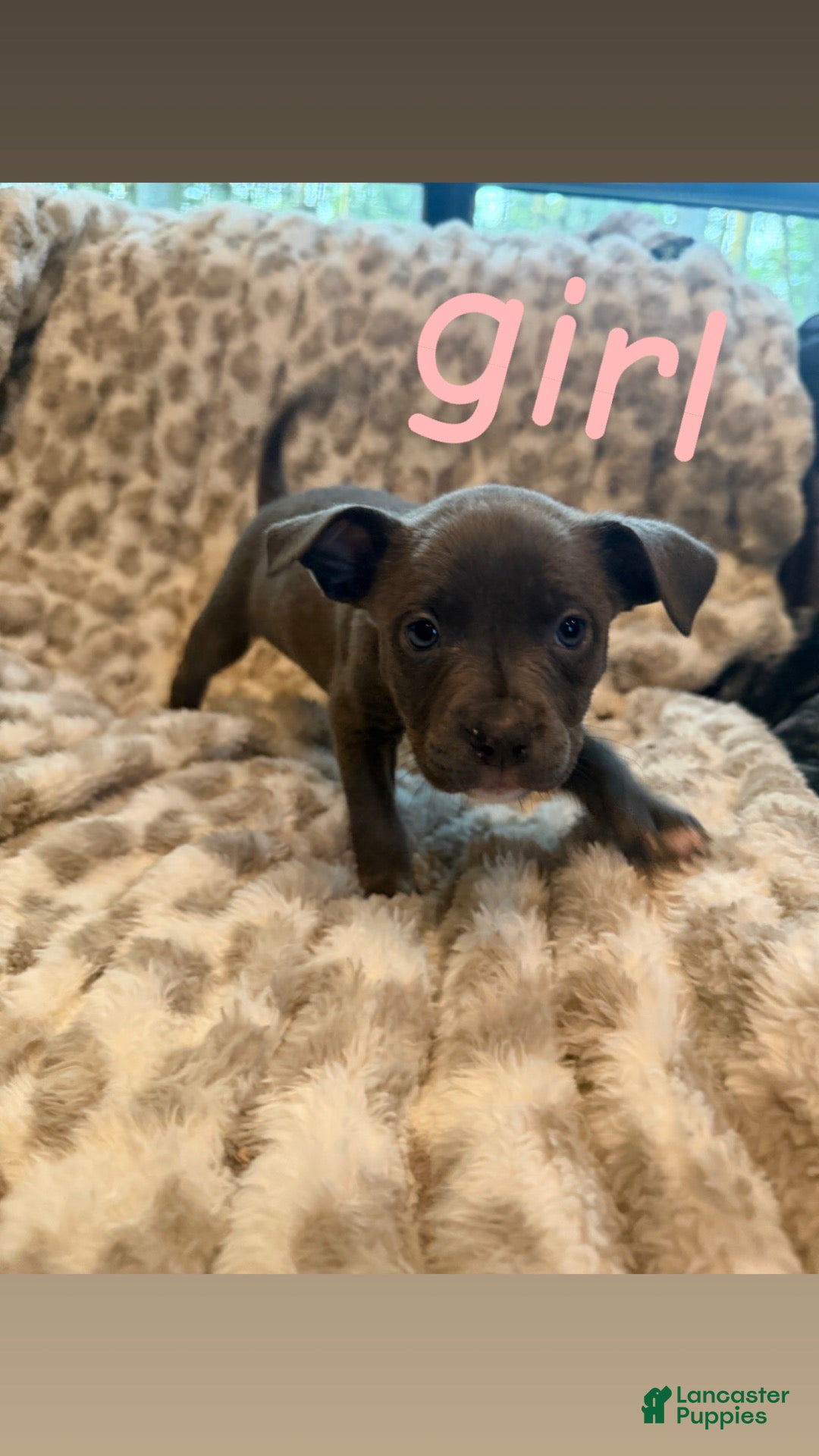 Mixed Breed dogs Mixed Breed 7 - Ad 15