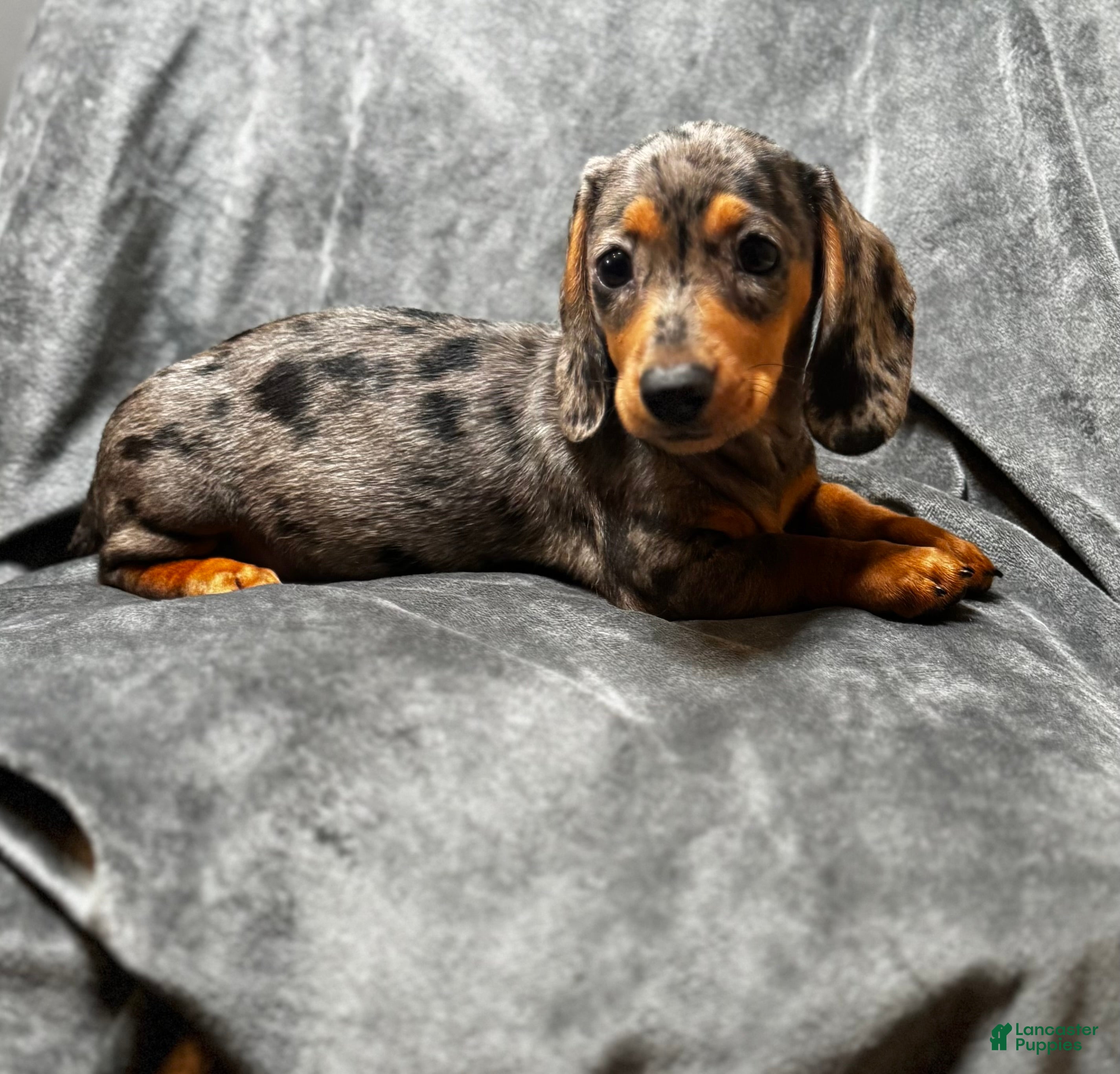 Miniature Dachshund dogs Sadie - Ad 1