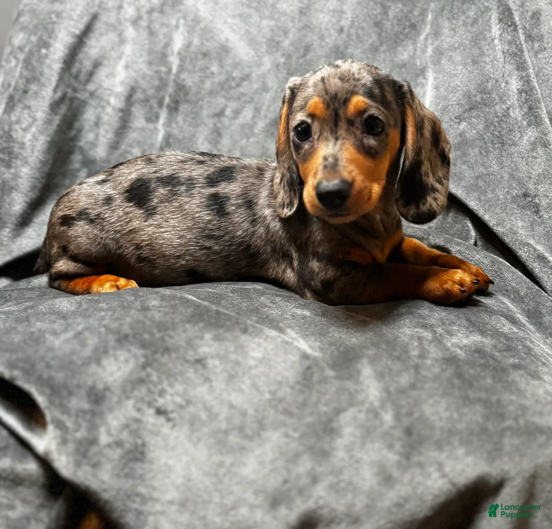 Miniature Dachshund dogs for sale: Sadie - Ad 1
