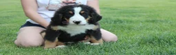 Bernese Mountain Dog dogs for sale: Moose  - Ad 1