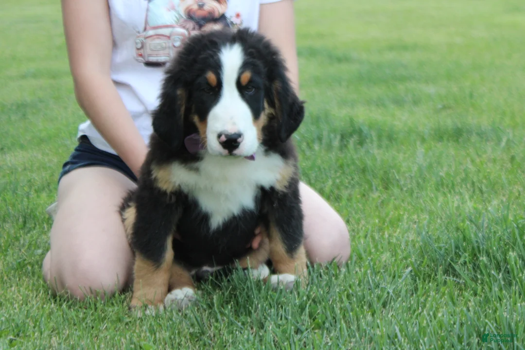 Bernese Mountain Dog dogs for sale: Moose  - Ad 1