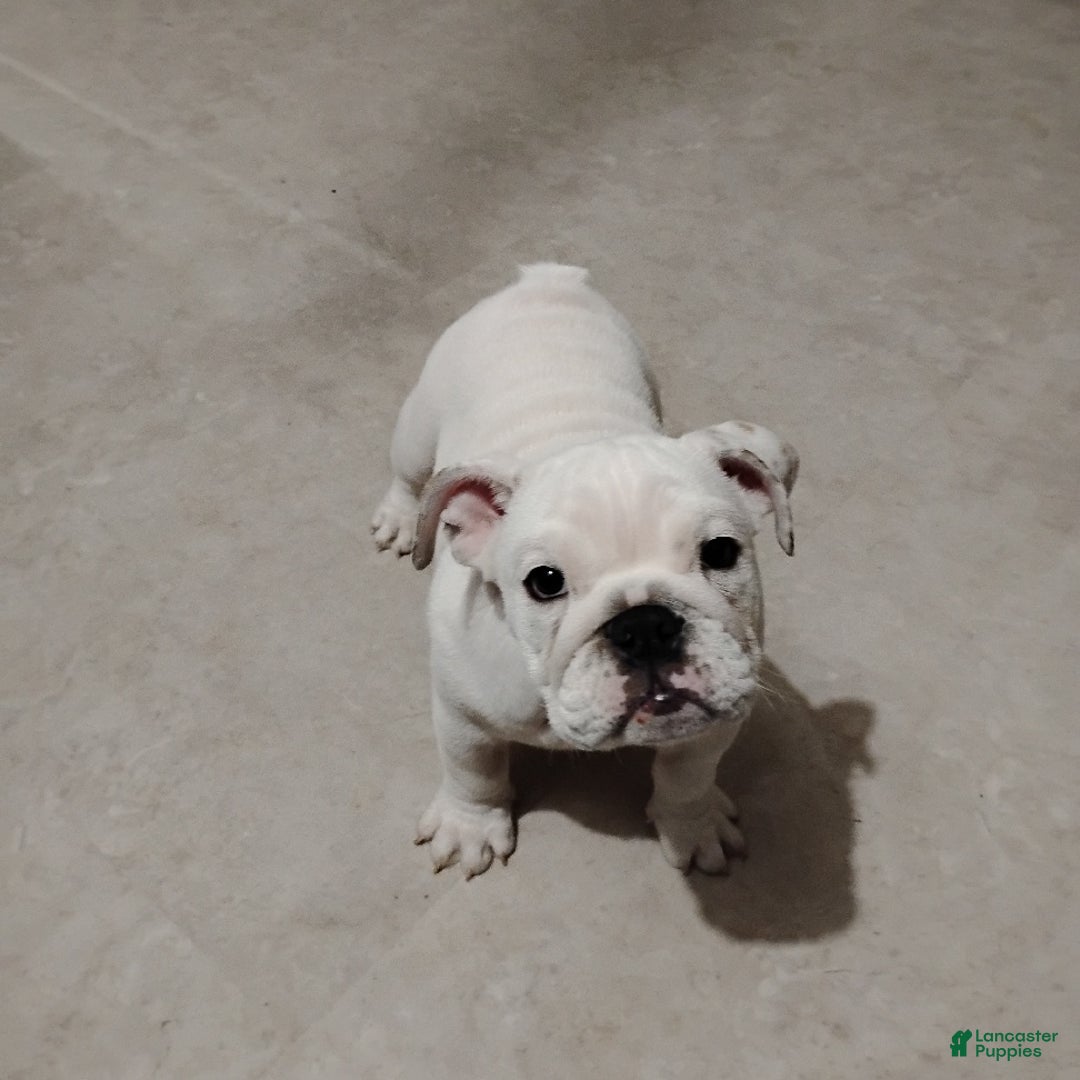 English Bulldog dogs for sale: Rayna - Ad 13
