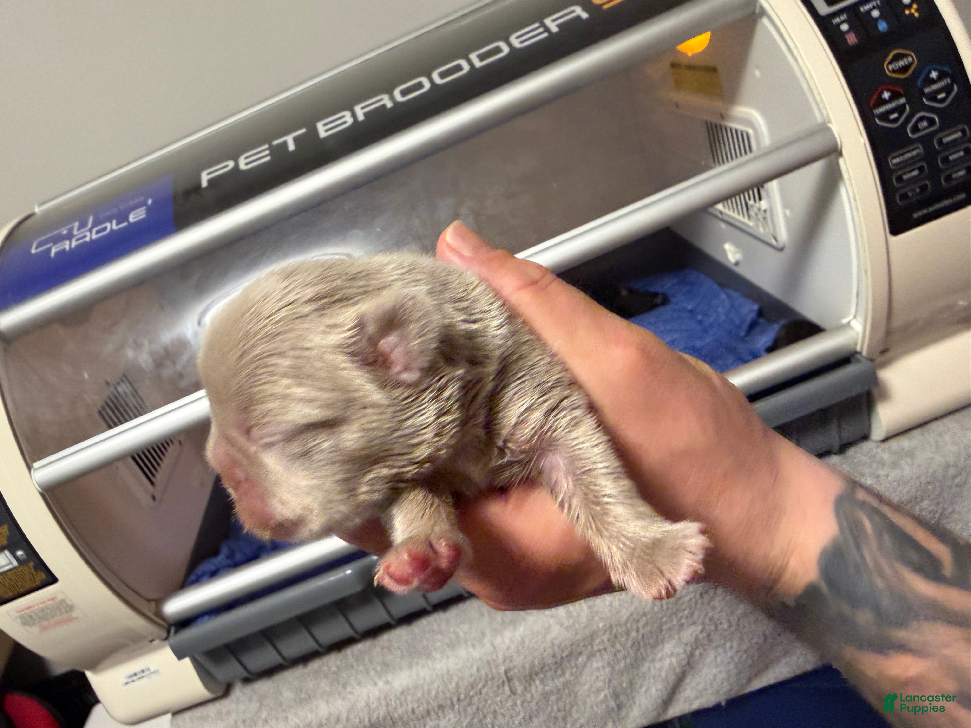 French Bulldog dogs Espresso - Ad 2