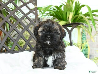 Shih Tzu dogs - Ad 5