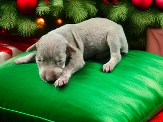 Doberman Pinscher dogs Shimmer - Ad 5