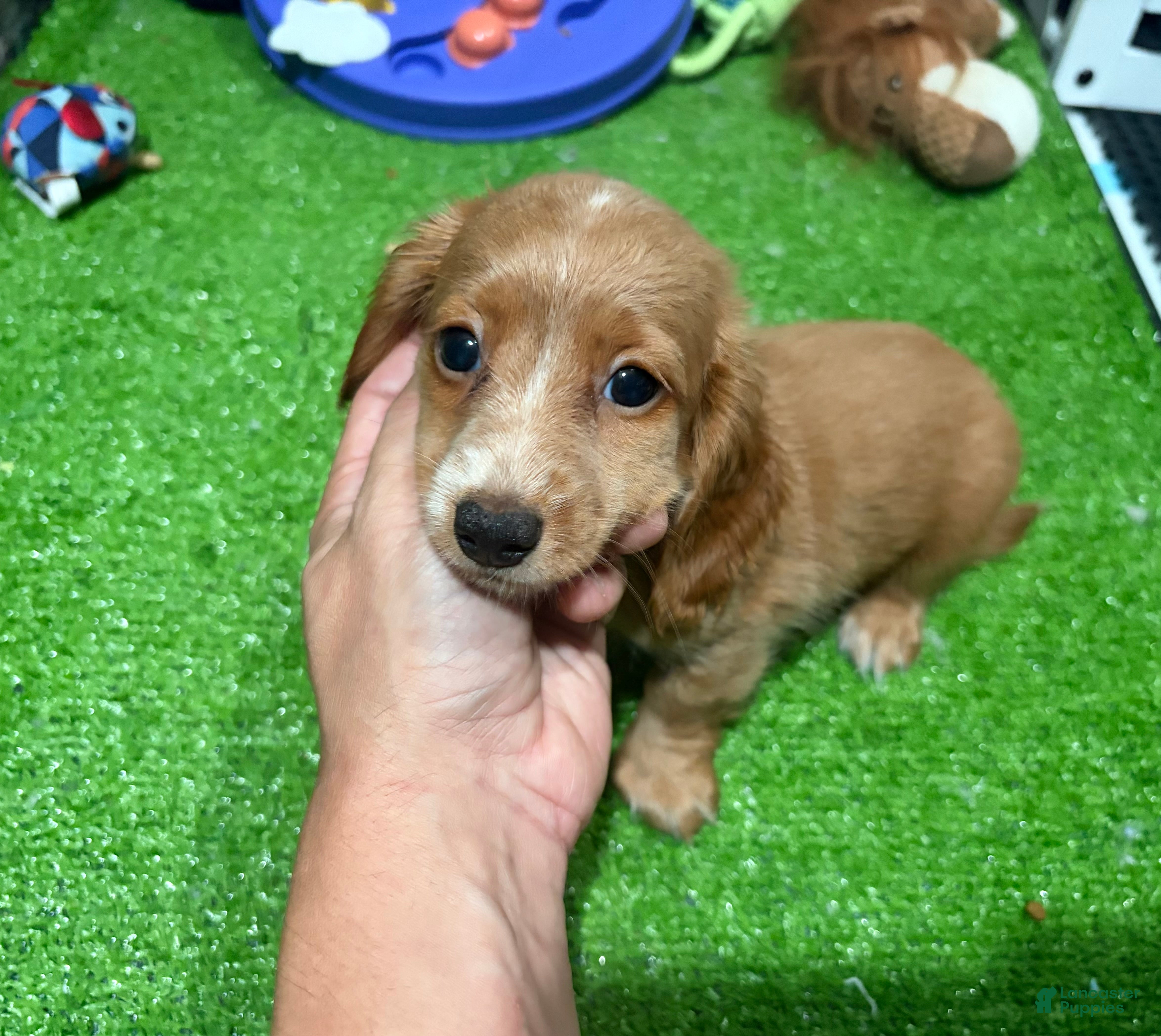 Miniature Dachshund dogs Cleo - Ad 4
