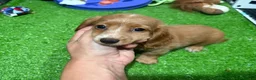 Miniature Dachshund dogs for sale: Cleo - Ad 1