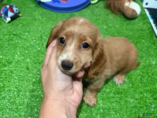Miniature Dachshund dogs Cleo - Ad 19