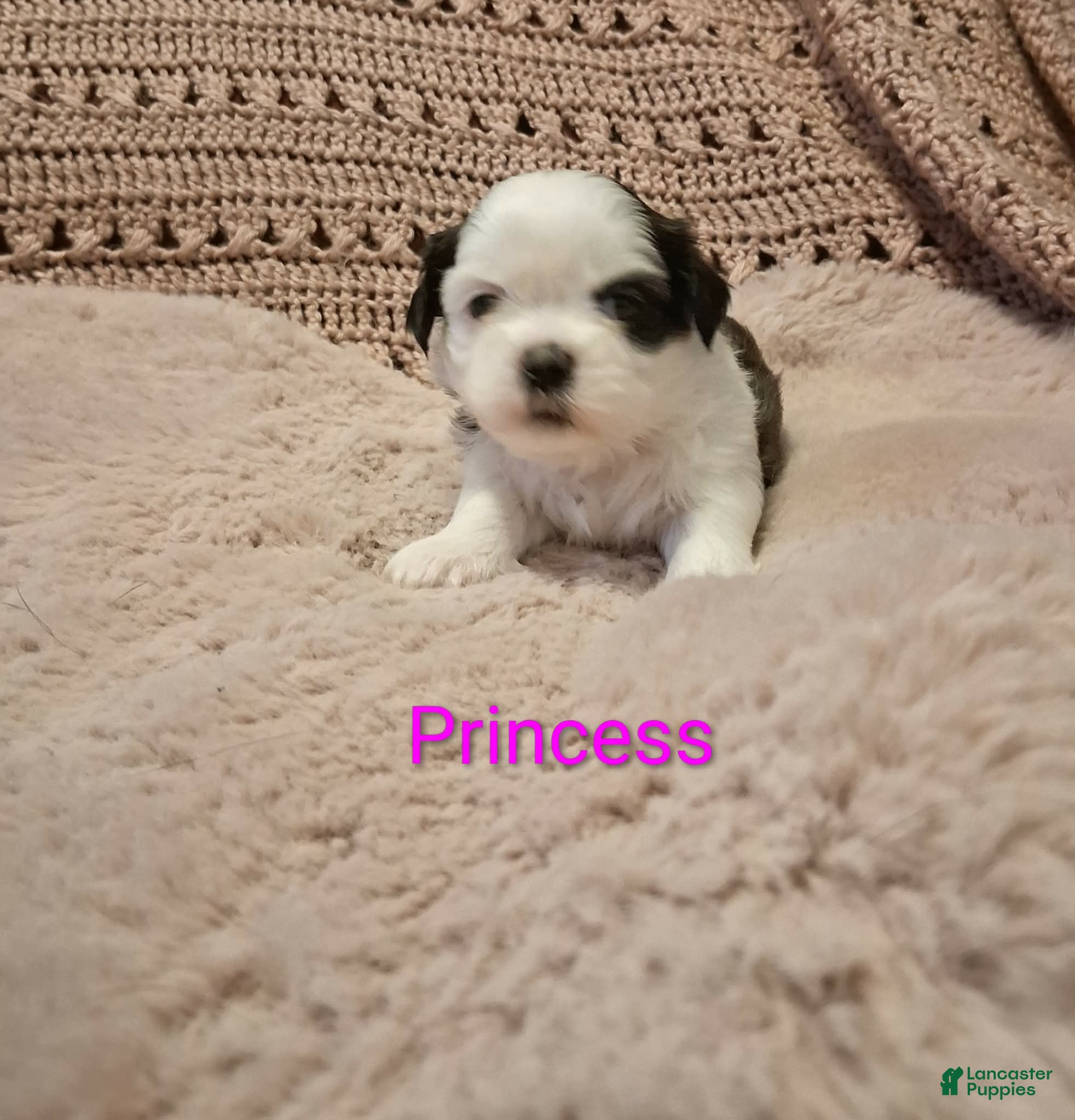 Shih Tzu dogs Princess - Ad 2
