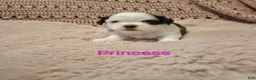 Shih Tzu dogs for sale: Princess - Ad 2