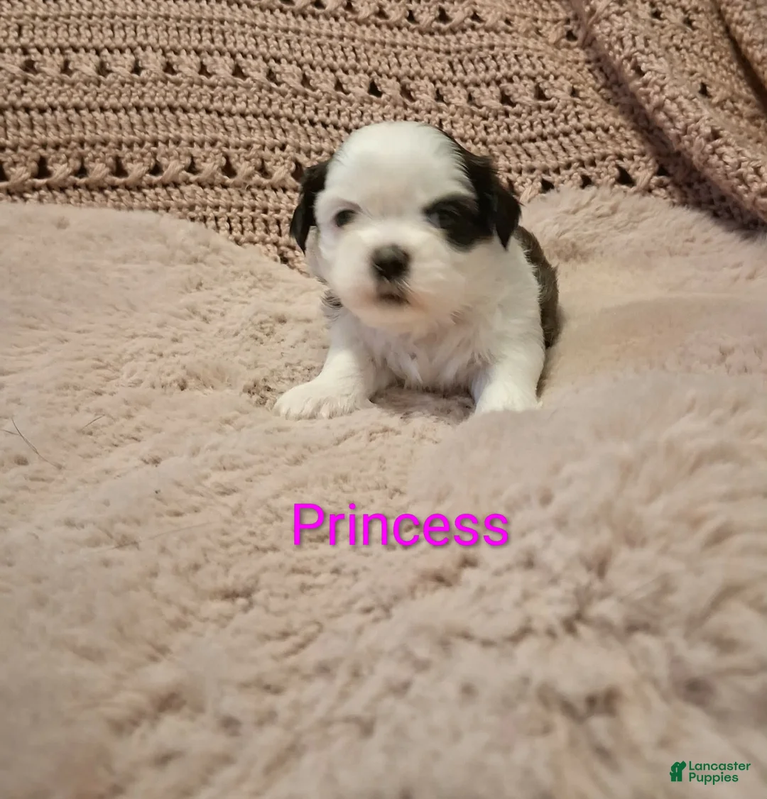 Shih Tzu dogs for sale: Princess - Ad 2