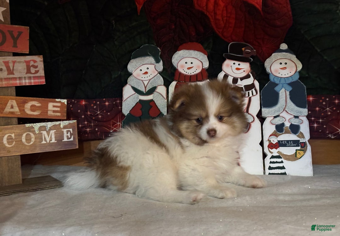 Pomeranian dogs for sale: Jasmine  - Ad 1