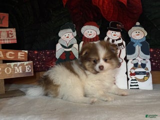 Pomeranian dogs Jasmine - Ad 33