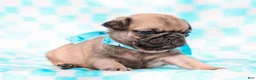 Pug dogs for sale: Eric - Ad 1