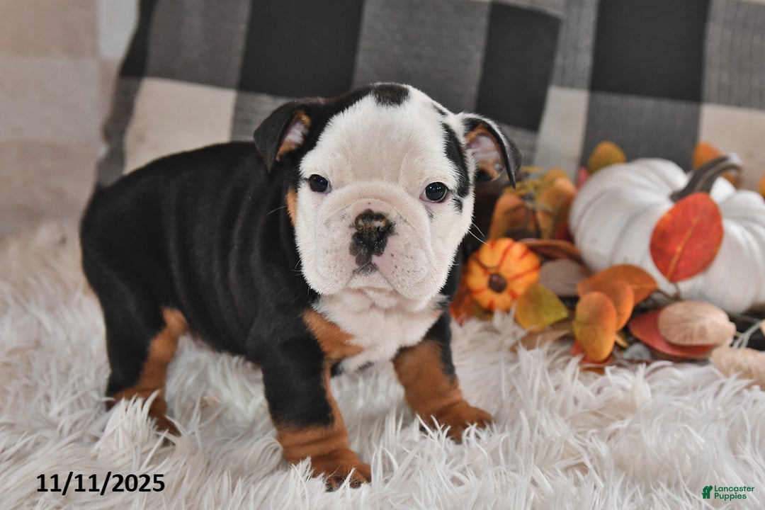 Olde English Bulldogge dogs for sale: Lena - Ad 6
